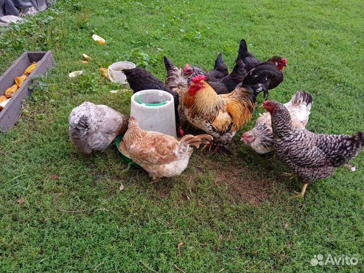 Куры несушки