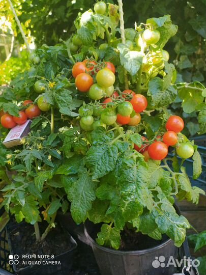 Томаты, помидоры на окно, комнатные 25 см Семена