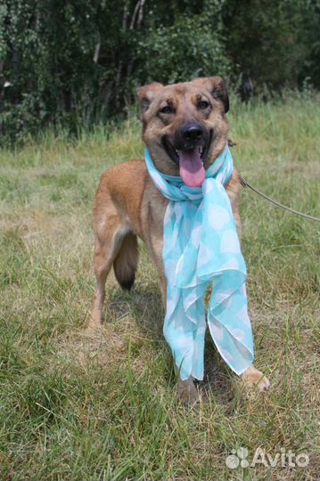 Собака в добрые руки, Кози