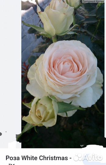 Розы белое рождество