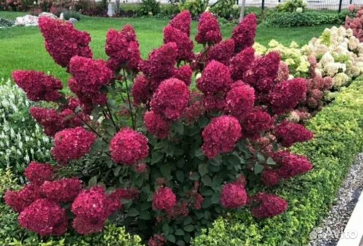 Гортензия Самарская лидия