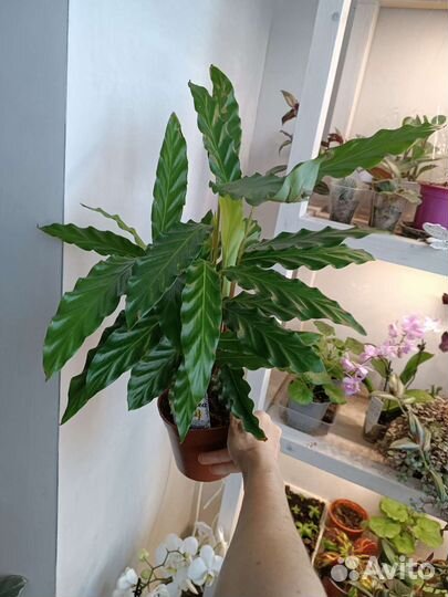 Калатея Руфибарба