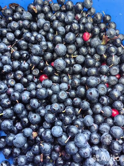 Черника свежая