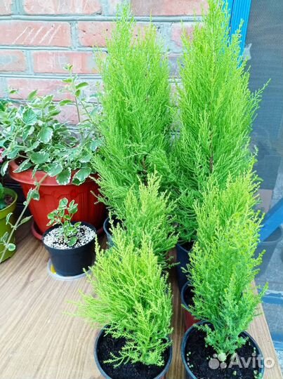 Комнатные растения