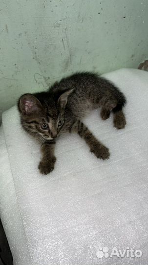 Кошечка в добрые руки