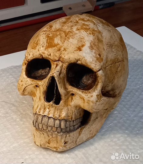 Череп (копилка)гипс