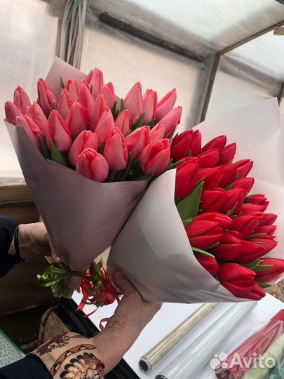 Луковицы тюльпанов после выгонки