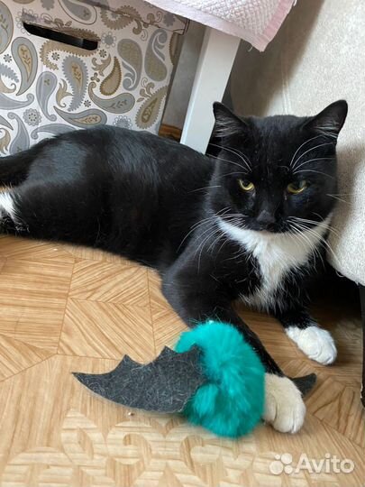 Котик