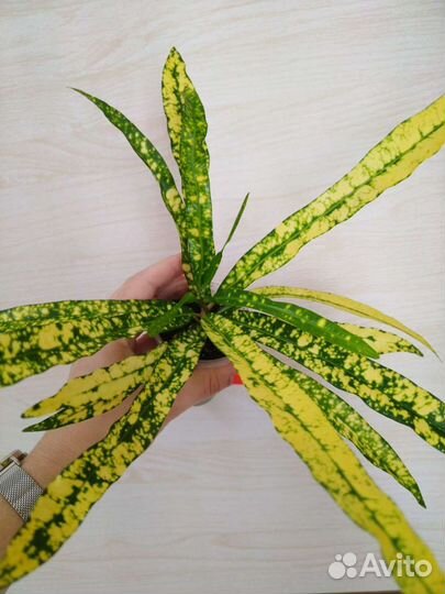 Кротон брызги шампанского