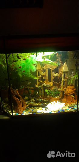 Сомики анциструсы тигровые и чёрные