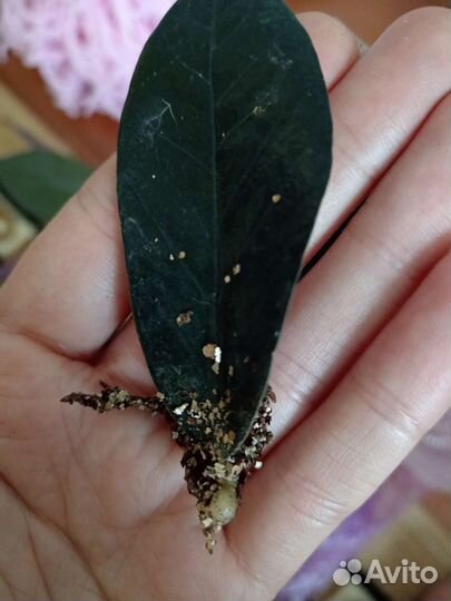 Комнатные цветы Маранта Замиакулькас чёрный равен