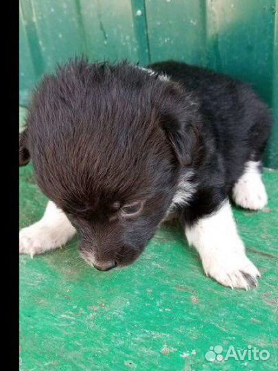 Щенки маленькой дворняжки