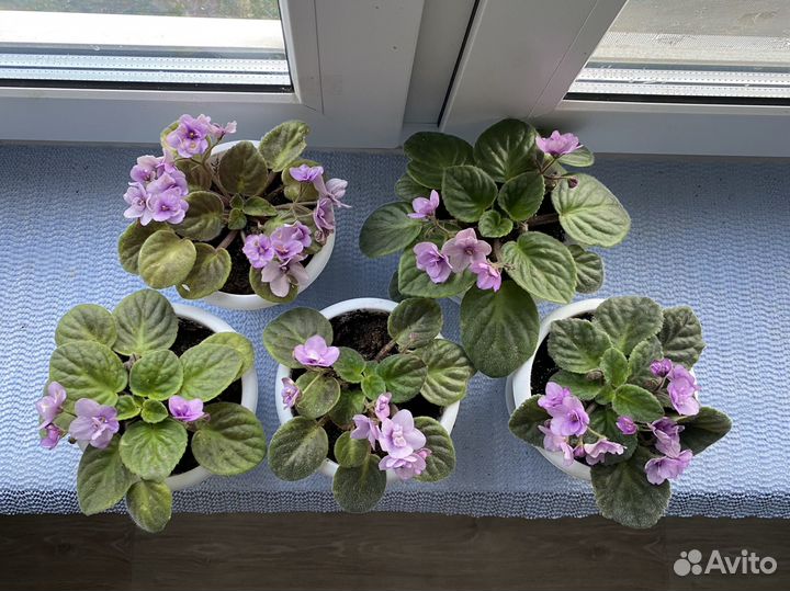 Фиалка цветущая в горшке - лот 5 штук