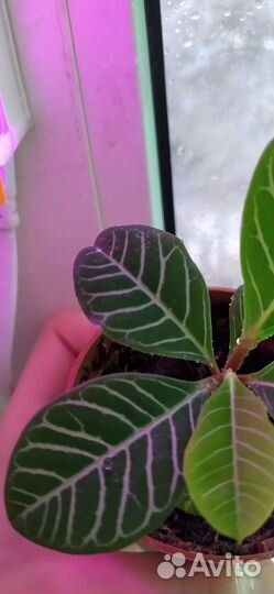 Молочай Ребристый(пальмочка)