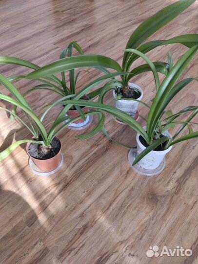 Гиппеаструм