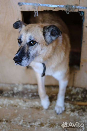 Собаки из приюта в добрые руки
