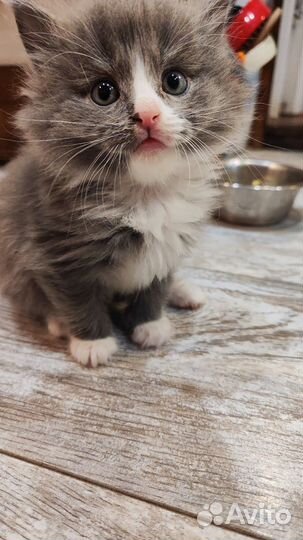 Кошки в добрые руки бесплатно