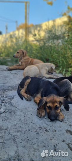 Собака в добрые руки отдам бесплатно