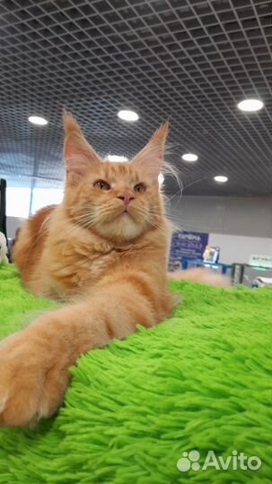 Кошечка мейн-кун