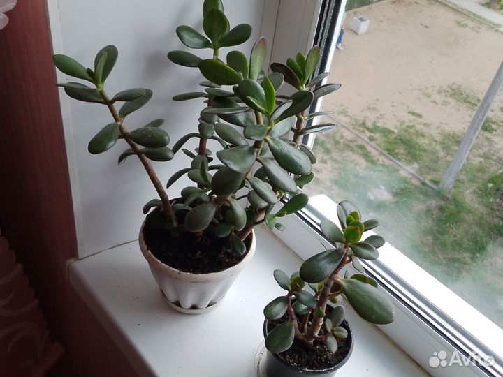 Толстянка- Денежные деревца