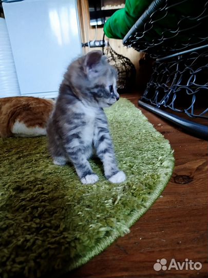 Курильский бобтейл