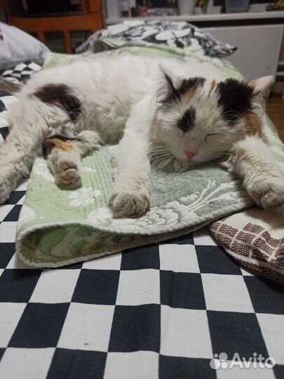 Кошка ищет дом