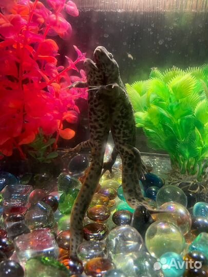 Иглистый Тритон