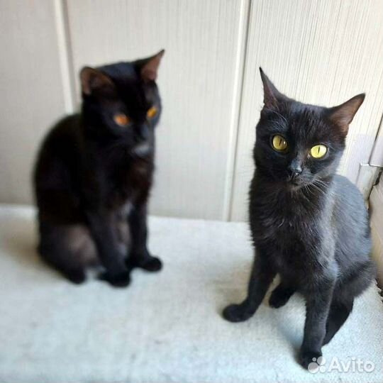 Замечательные миниатюрные кошечки-подростки, в дар