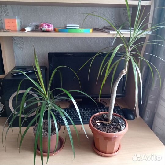 Бенджамина