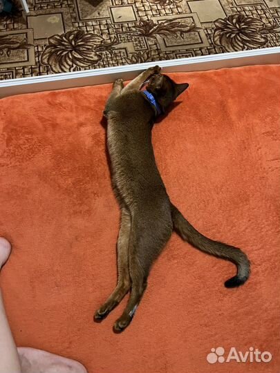 Кот на вязку