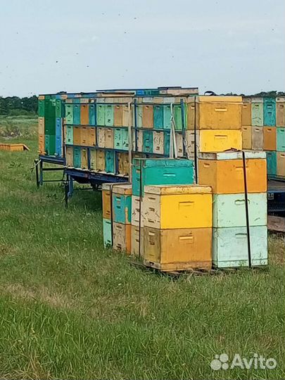 Продам пчелосемьи