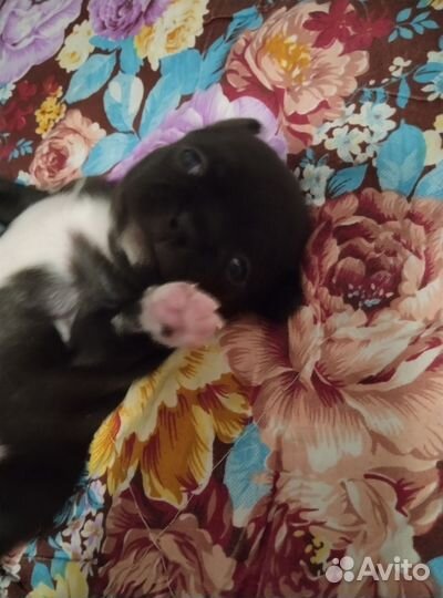 Чихуашечка няшечка