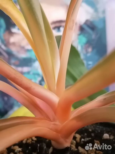 Хлорофитум оранж