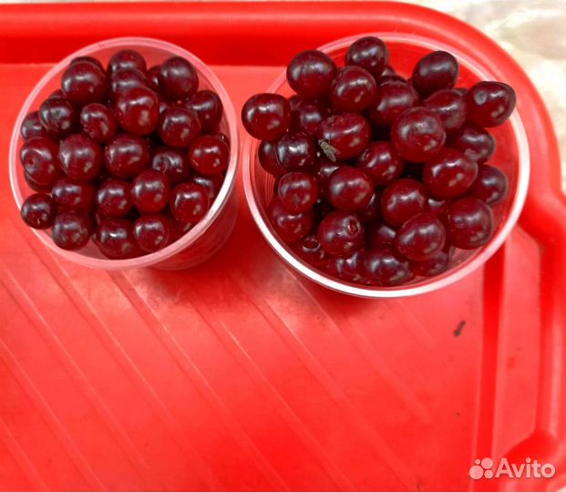 Вишня ягода свежая 5л и 10л