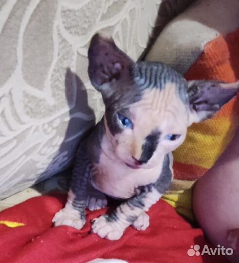 Канадский сфинкс котенок девочка
