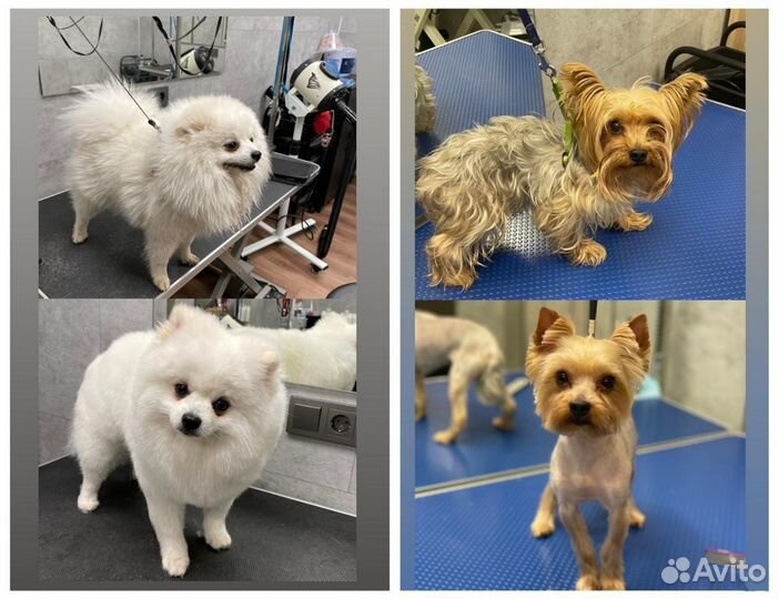 Груминг / Стрижка собак и кошек с выездом на дом