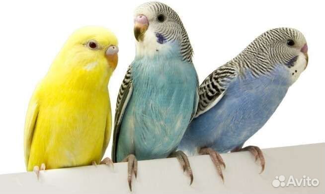 Птенцы волнистики