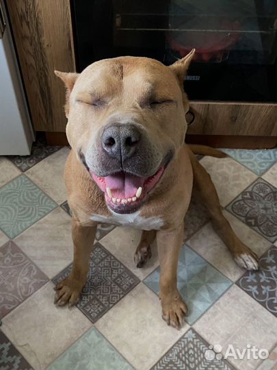 Найдена собака