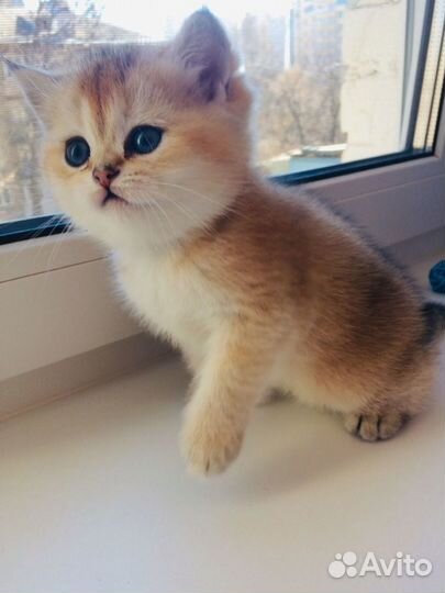 Вязка кота, Знаменитый Бонифаций