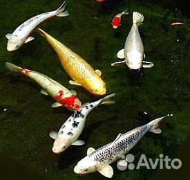 Продам карпов кои