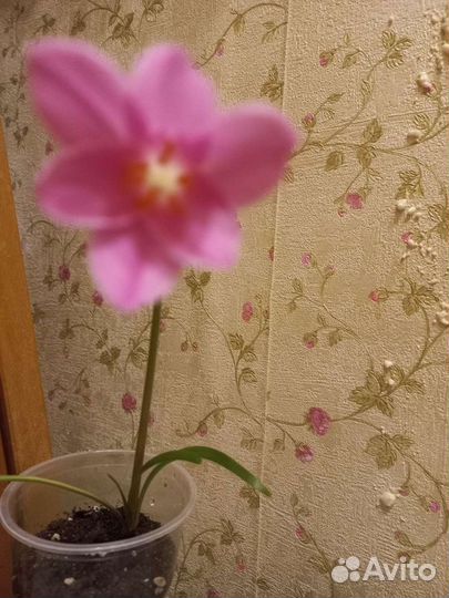 Комнатные растения. цветущие глоксинии