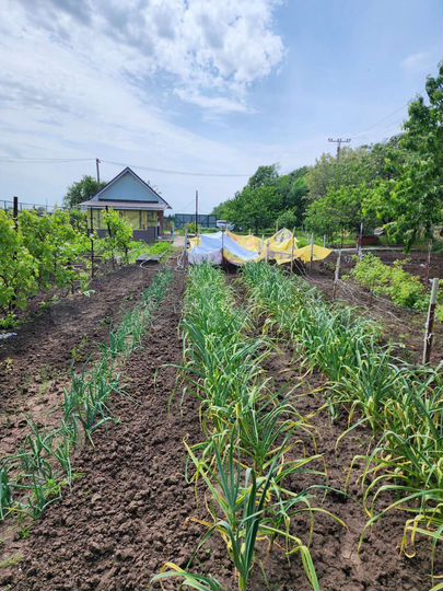 Участок 9 сот. (ИЖС)