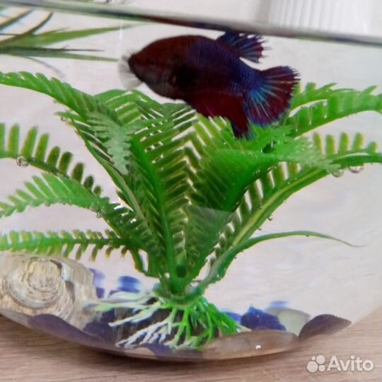 Аквариум с рыбкой