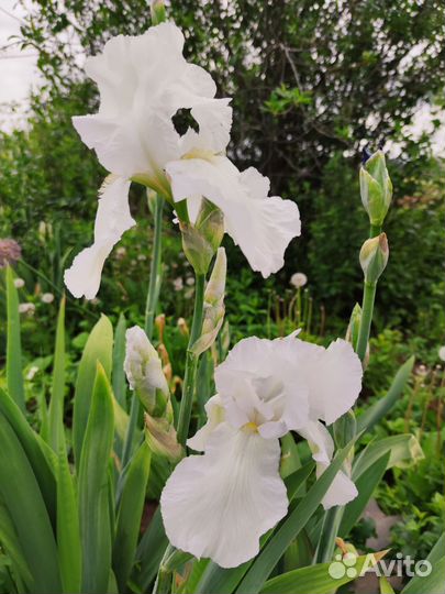 Ирисы бородатые сортовые