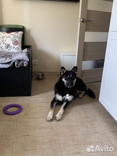 Собака в добрые руки отдам бесплатно