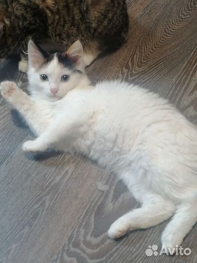 Кошка в дар