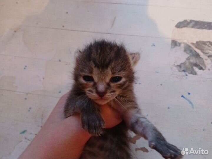 Продам котят.Порода дворянская,если вопросы пишите