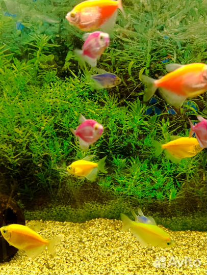 Тернеция glofish