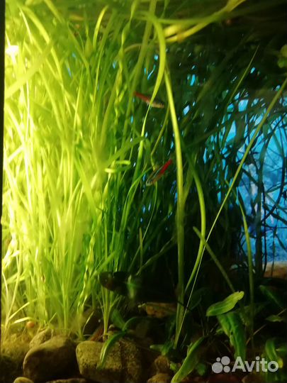 Валиснерия