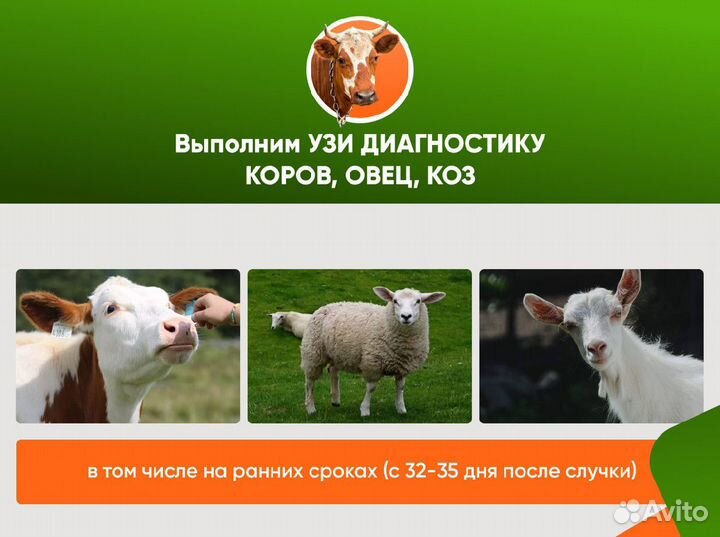 Узи диагностика коров и телок, осеменение